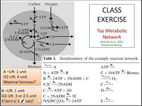 Lecture 4.3 - FBA Toy Example - Genome Scale Metabolic Models