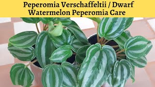 peperomia verschaffeltii care and propagation