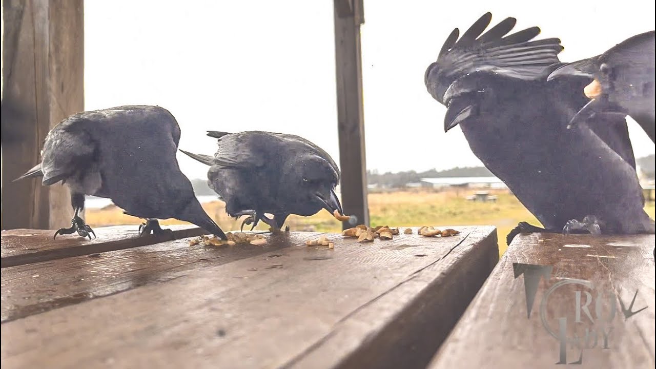 Crow Cam: Quick Work