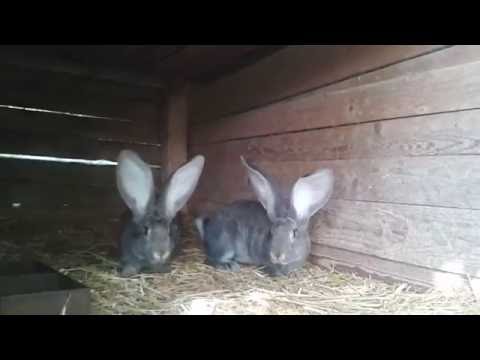 Deutsche Riesen 10 Wochen alt, RiesenBOLYA, Бельгийский Великан