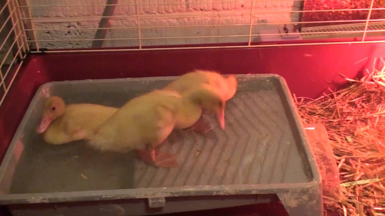 Indian Runner Ducklings bathing in a paint tray