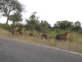 Hyenas On The S1 With Impala Kill