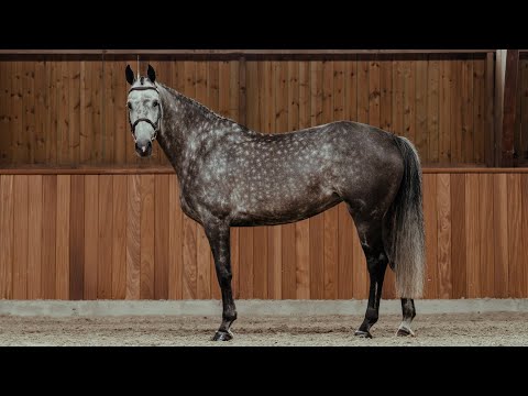 Coco Minka Z - Standing