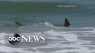 Shark Attacks Off the Coast of North Carolina |  ABC World News Tonight With David Muir | ABC News