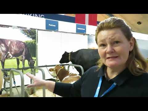 Koja rasa krava je bolja i kakva su iskustva u Danskoj