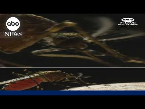 Florida confirms first death from dengue fever