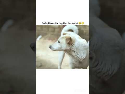 Aneet Feeds Biscuit To Dog..😅😁#Bollywood #Aneetpadda #Saiyaara2025 #Mohitsuri #Love #Ytshorts