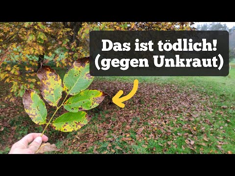 The leaves have an amazing effect against weeds (no, not mulching).