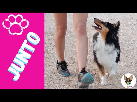 Enseña a tu PERRO a CAMINAR a TU LADO · Dogs play