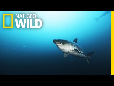 Alaska’s Deadly Sharks | Alaska's Deadliest