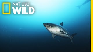 Alaska’s Deadly Sharks | Alaska&#39;s Deadliest