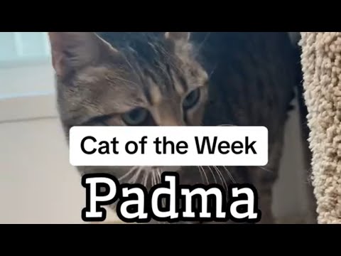 Cat of the Week ~ Padma