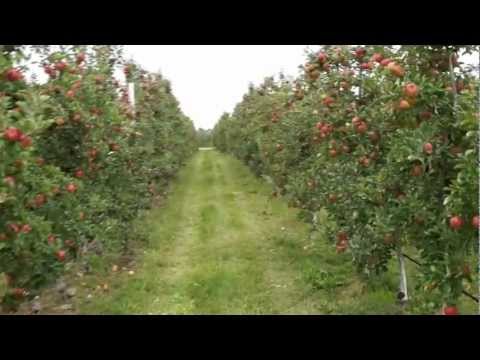 download lagu mp3 mp4 Topaz Apple, download lagu Topaz Apple gratis, unduh video klip Topaz Apple