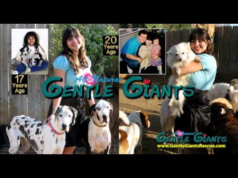 download lagu mp3 mp4 Best Dog Food For Great Danes With Sensitive Stomachs, download lagu Best Dog Food For Great Danes With Sensitive Stomachs gratis, unduh video klip Best Dog Food For Great Danes With Sensitive Stomachs