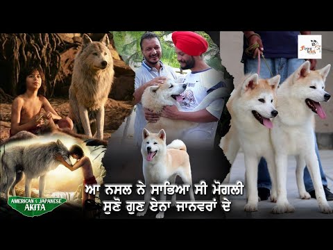 American And Japanese Akita (full) This breed had saved Mowgli, listen to the qualities of these ...