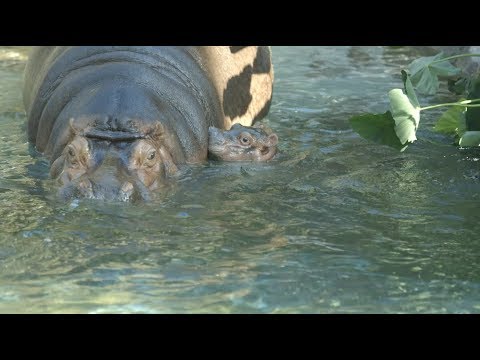 Oh Boy! Hippo Calf Born at the San Diego Zoo is Male