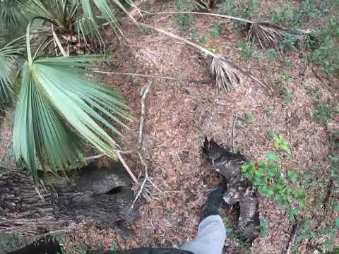 Falconry: Squirrel hunting with a red tailed hawk- 2