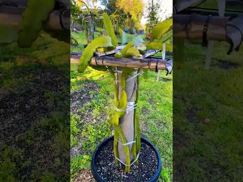 Rare Dragon Fruit Seedlings 🌱 #pitahaya #dragonfruit #gardening #dragonfruitfarming #seedling