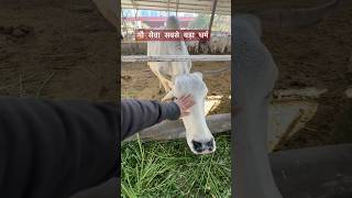 Download lagu Who says God does not eat #cow #gosewa #goshala #amawasya #krishan #gomata #love #kanhaji mp3