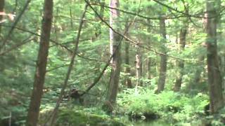 Facinating Forest of Creatures ???