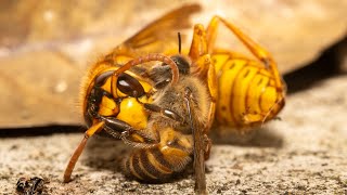 命をかけた攻防！ミツバチが仕掛ける熱殺蜂球の全貌