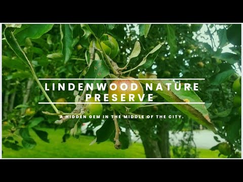 Lindenwood Nature Preserve | A Hidden Gem in the Middle of the City | Travel America