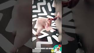 Download lagu ayam joget mp3