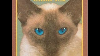 Cheshire Cat - Blink 182 - Full Album