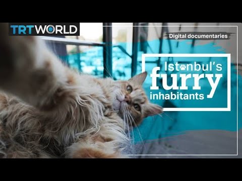 Taking care of Istanbul’s street animals