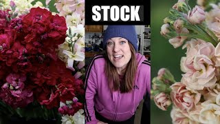 Growing Stock as a Cut Flower : My 2023 Varieties, Collecting Seeds and My Methods! Flower Hill Farm