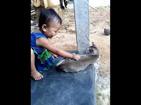 Anisha playing  with cat