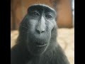 Rizz Monkey Clips 4K Rizz Monkey Edit Meme Trend