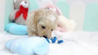 ハーフ犬の動画01