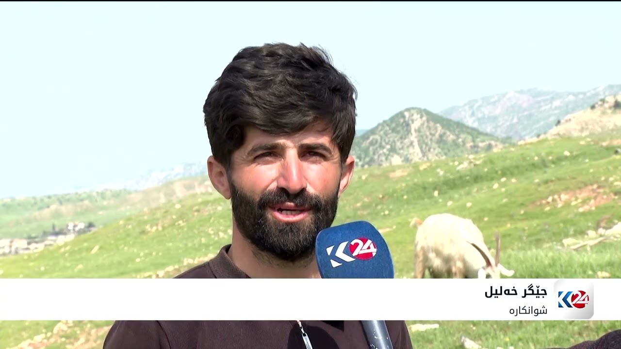 ڤیدیۆ | ئەمساڵ گژوگیایەکی زۆر لە سنووری ئاکرێ دەرکەوتووە