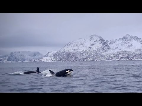2021 - Norway: Valhalla Orca Expedition (Trailer)
