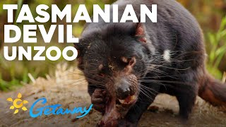 The Tasmanian Devil Unzoo is an attraction located in Taranna, Tasmania, on the Tasman Peninsula. It is a wildlife sanctuary that is home to a number of native Tasmanian animals, including Tasmanian devils, wallabies, echidnas, and bird species.