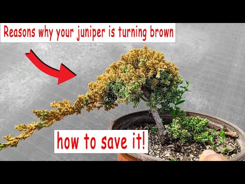 Juniper bonsai turning brown, how to save it, check if it's still alive.