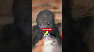 Smugglers put baby gorilla in a box