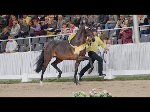 FENOMENAL - Prämienhengst Verden 2025 (Feliciano - Fürst Romancier)