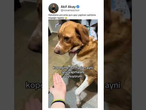 Köpeğime durmadan aynı şey yapmasını söylüyorum 😂