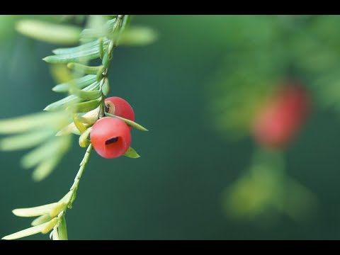 園芸 堂々とした雄大なシルエットの杉