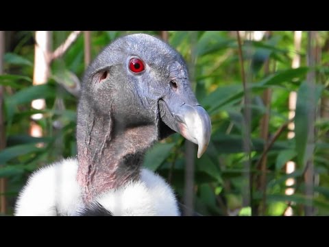 Female Andean Condor! | Birds of Prey | Bronx Zoo | October 29th, 2016