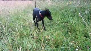 preview picture of video 'Chester the Manchester Terrier, preparing for the hunt'