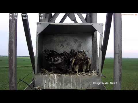 2017 05 23 Corul soimilor dunareni