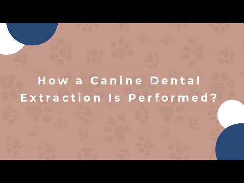 Tooth Extractions in Dogs