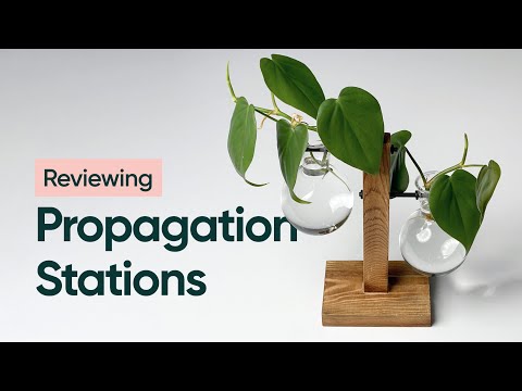 Reviewing Plant Propagation Stations from Amazon