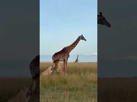 Standing over 5 meters tall, an adult giraffe is far from an easy target  against 5 Lions #wildlife