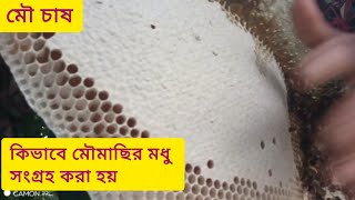 এপিস ডরসাটা মৌমাছির চাক থেকে কিভাবে মধু সংগ্রহ হয় ও মৌ উপকরণ সামগ্রী বিষয়ে আলোচনা।