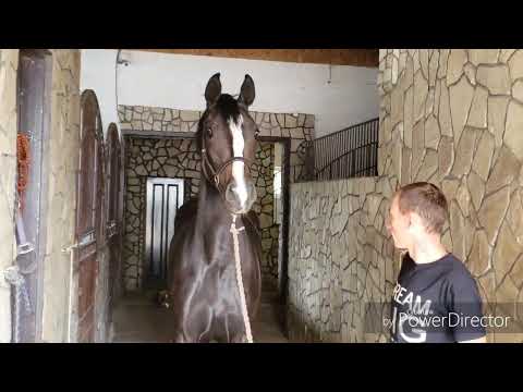 mare Tiffany by For Romance (2 y.o.)