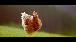 Eroski Nuevo pollo campero EROSKI Natur. Nacido y criado en Euskadi anuncio